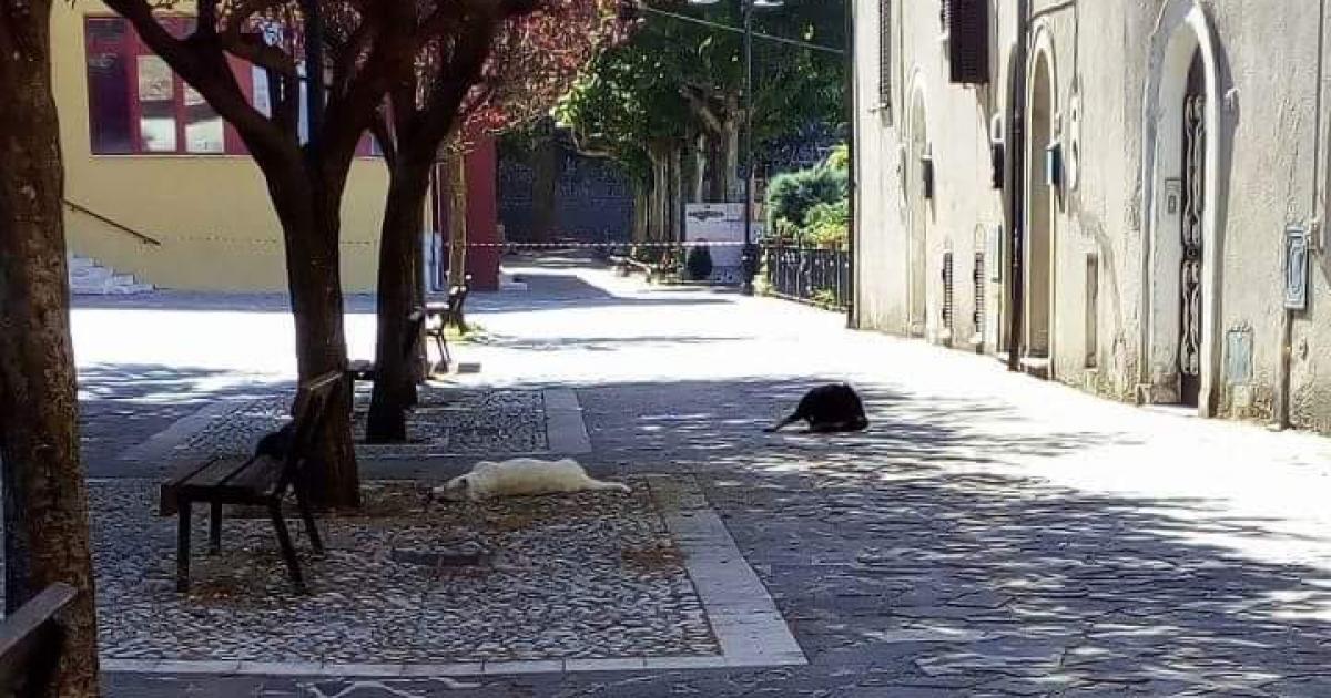 Todos los perros están muertos, asesinados sin piedad