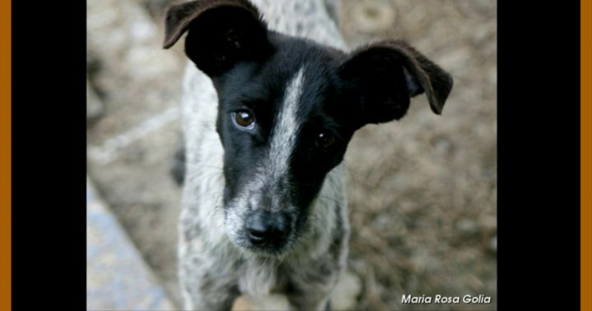 Ley en Chile para castigar a todo el que maltrate un animal