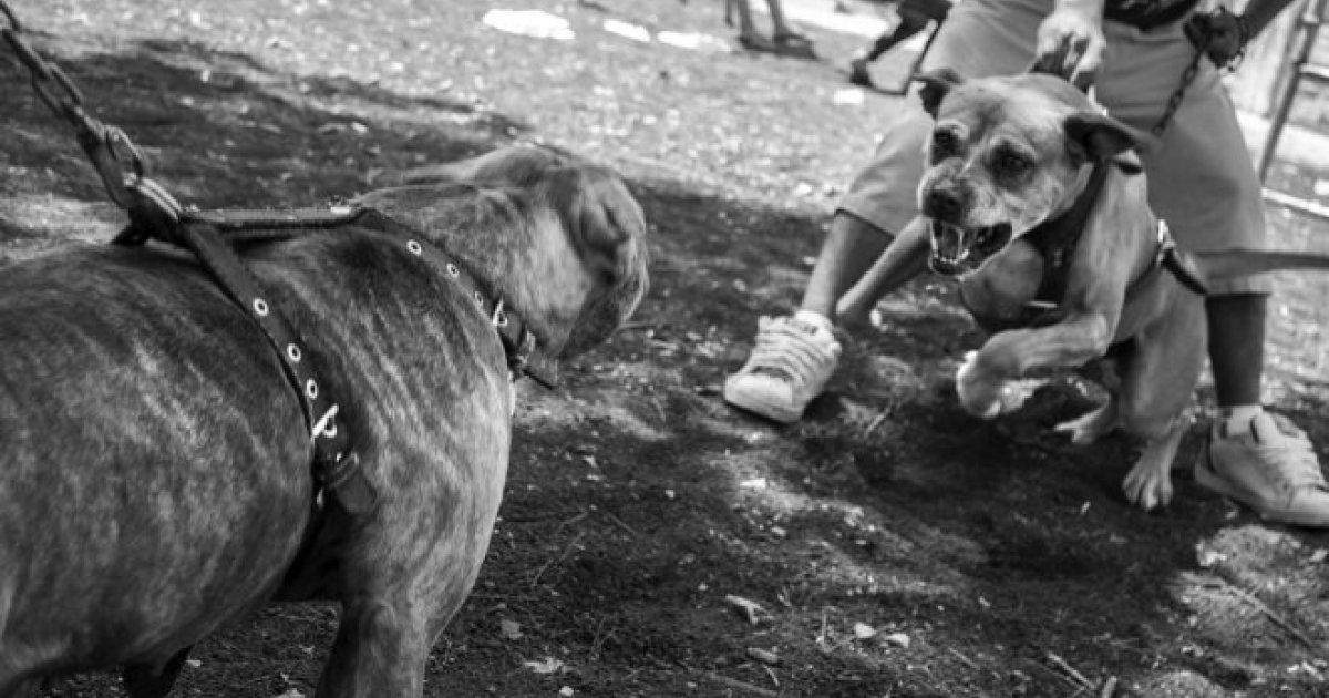 We demand to stop dog fighting in the state of Aguascalientes