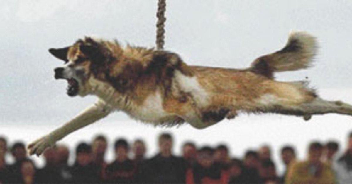 Detengan el Giro del Perro de Bulgaria!