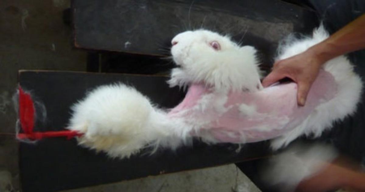 Una ley que prohíba la "tortura" a los conejos de Angora