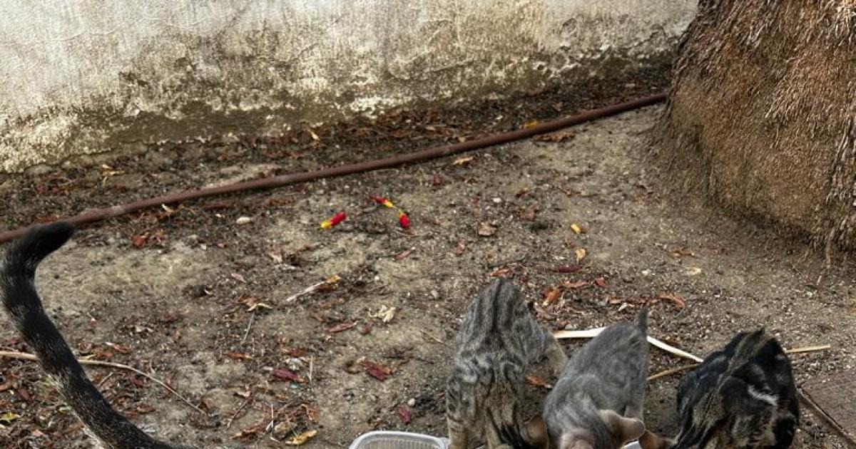 Que el gobierno de Coín esterilize los gatos callejero atraves de los voluntarios