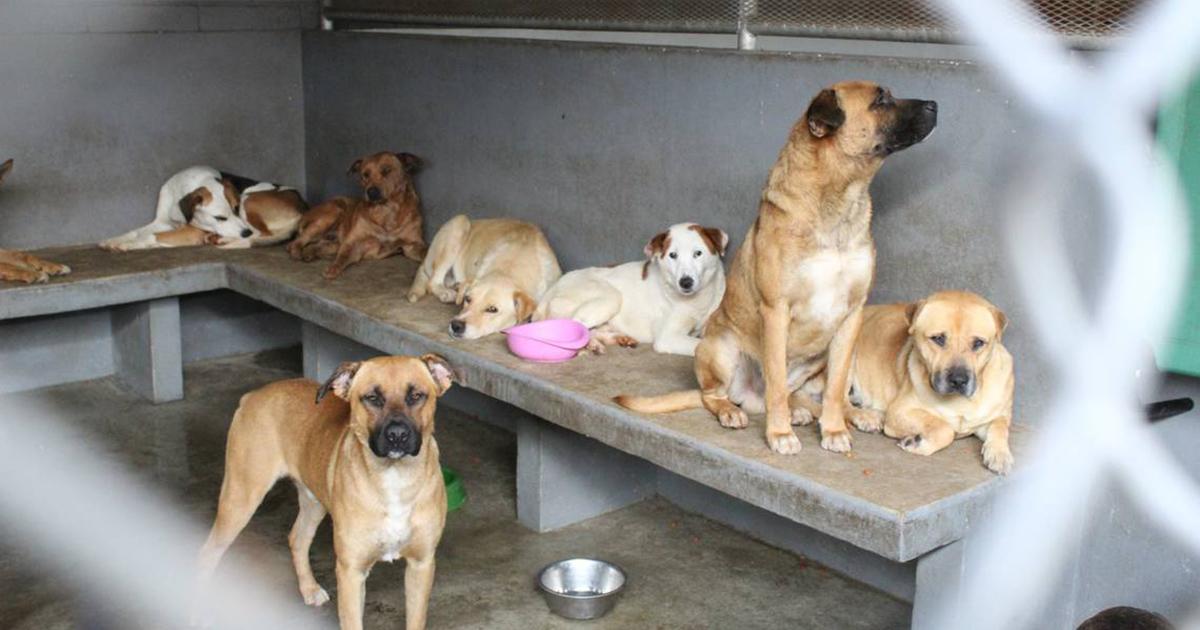 Stronger sanctions for animal abuse, support for independent rescuers and the disappearance of Canine Control Centers