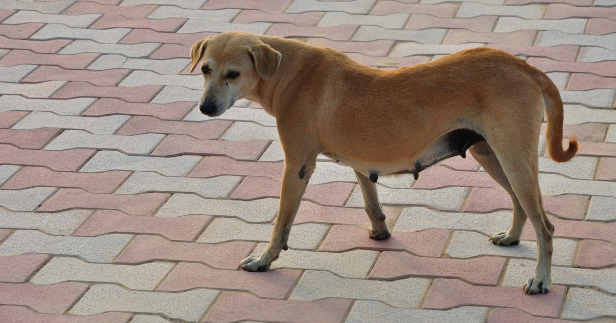 The President of Chile intends to exterminate thousands of stray dogs by hunting. This is a genocide