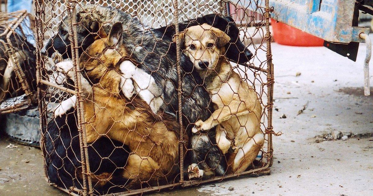 To prohibit the sale of dogs and cats as food