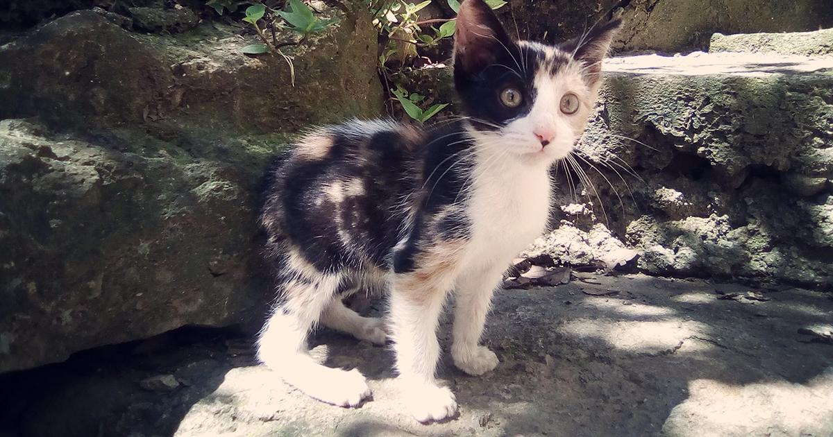 Que se castigue con cárcel a mujer de Pérez Zeledón, que da gatitos bebés a su serpiente. 