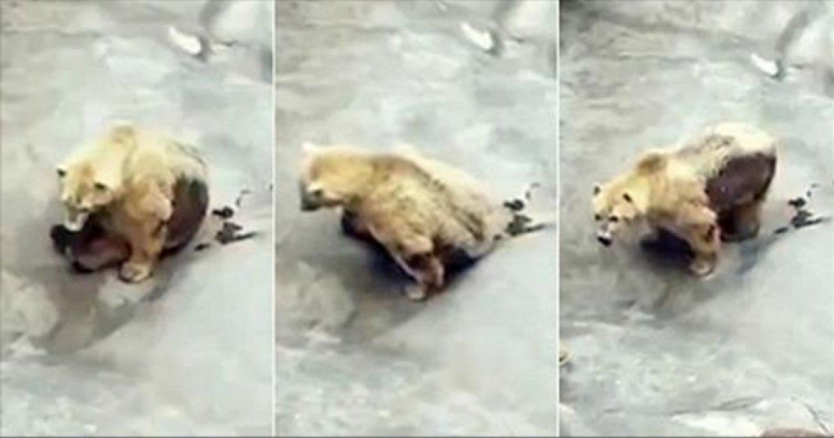 Liberen a este oso de un Zoo de Belgrado