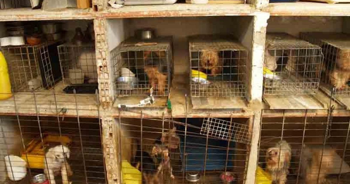 Adhere by signing, end the puppy mills and the exploitation of their mothers!