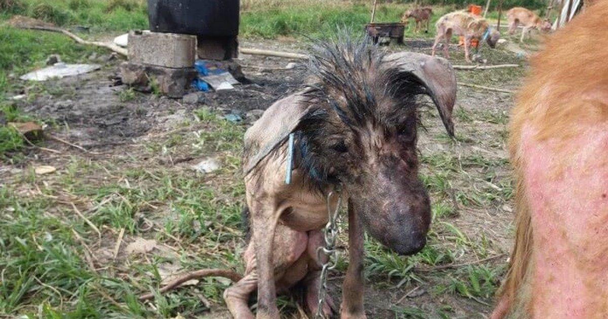 Prohibit stray dogs to be chained and left to starve