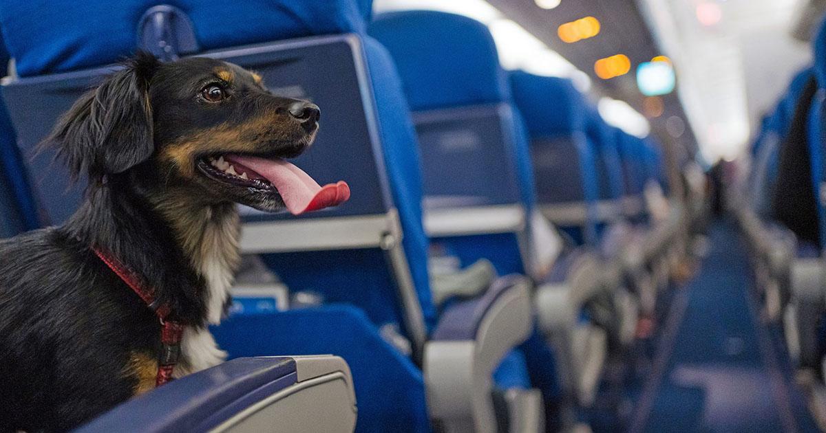 Hacer valer los derechos de todas las mascotas a viajar en la cabina de un avión sin importar peso