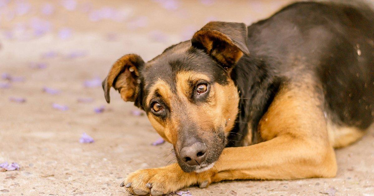 Punição para os donos de cães que os jogam nas ruas