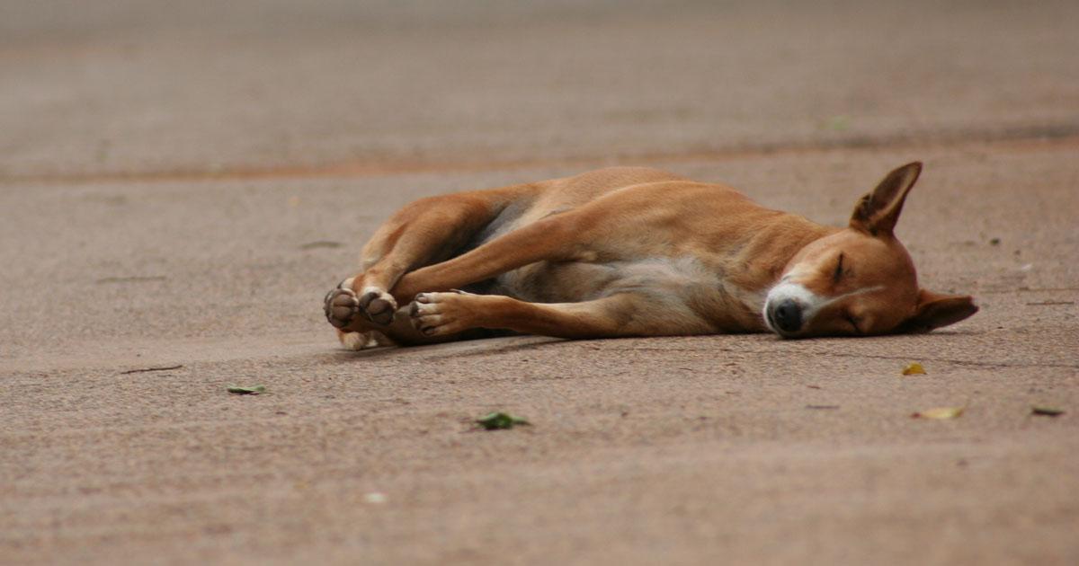 Un espacio adecuado para perros callejeros