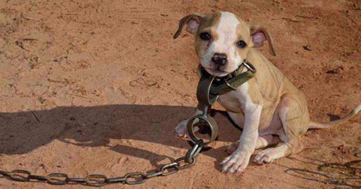 Leyes más duras contra el maltrato animal en casa y en la calle