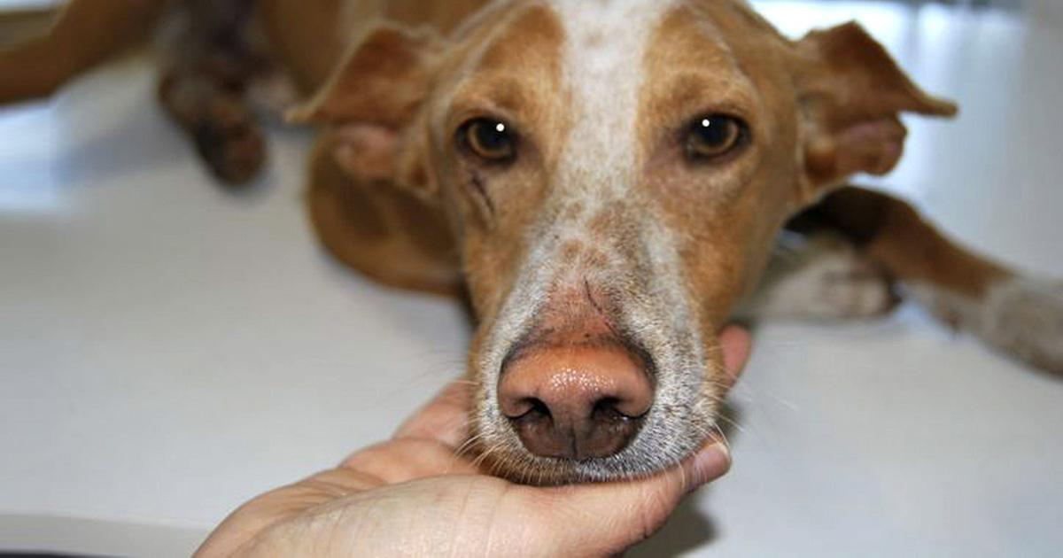 Denounce who mistreats the animals, that the police act, and that they are imprisoned and pay expensive fines