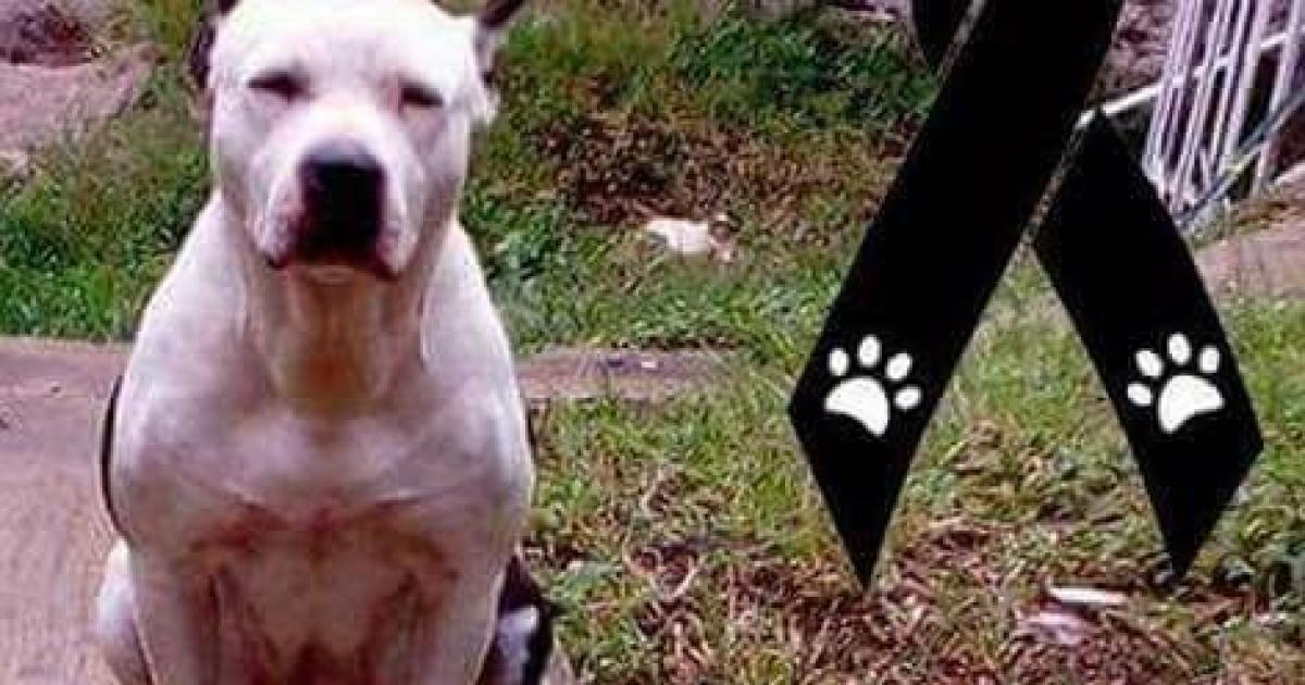 Justicia para encontrar al asesino de Shelby