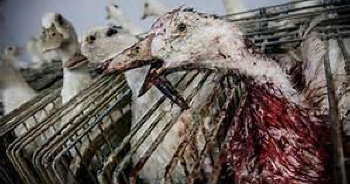Terminare la produzione di foie gras in Francia
