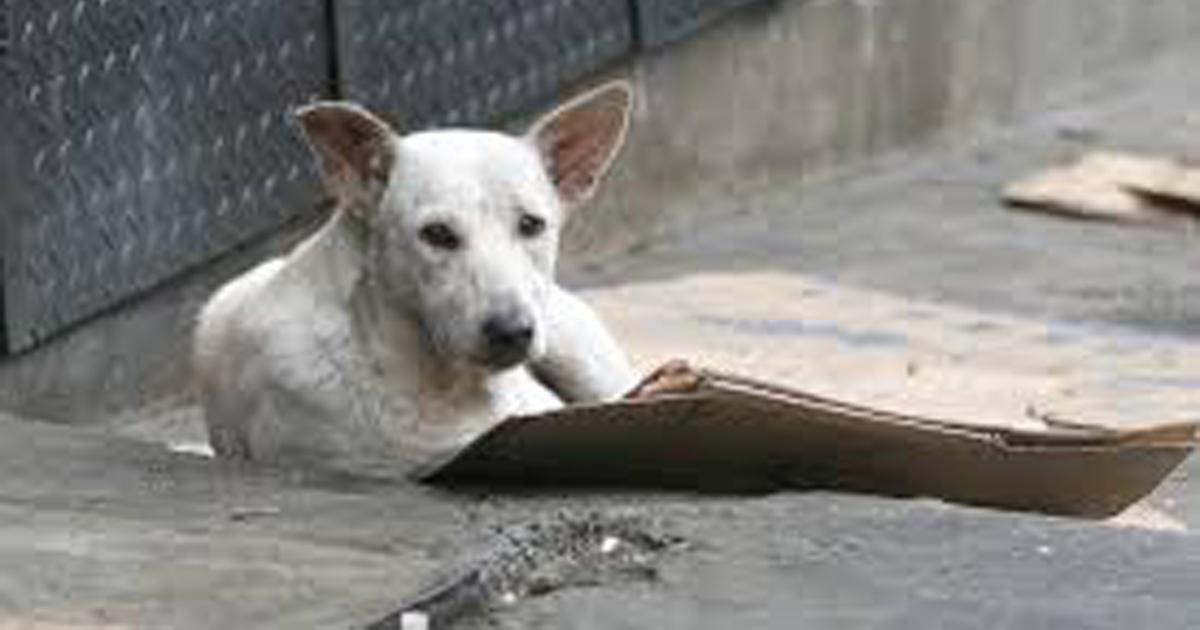 Atiendan el problema tan severo que existe del abandono de animales