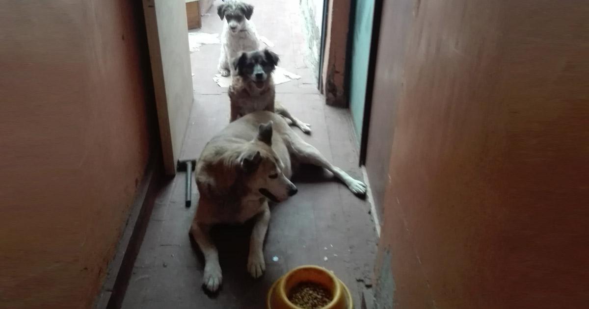 Control de mascotas con dueños matones como soldados narcos que deambulan en el parque Lauca de la ciudad de Arica