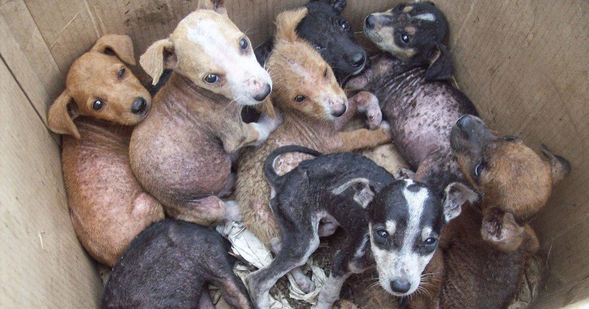 We need a shelter to save more abandoned animals