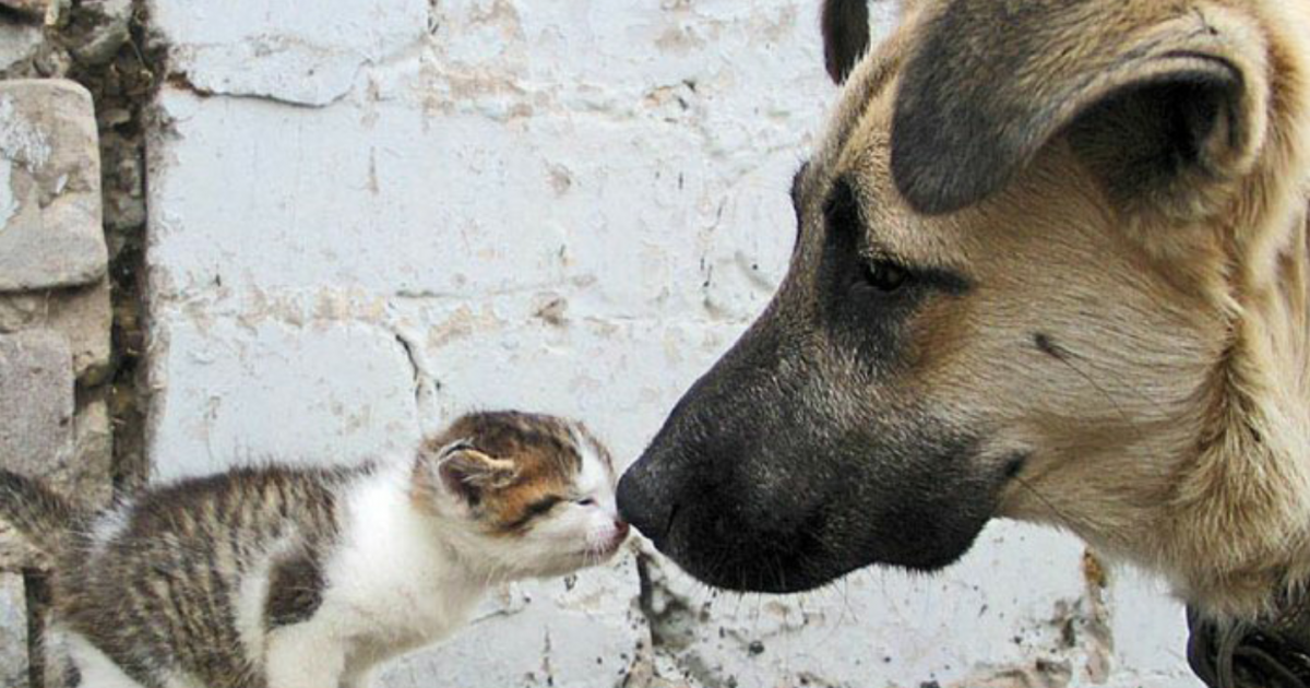 Veterinarians should take care of stray animals in Uruguay