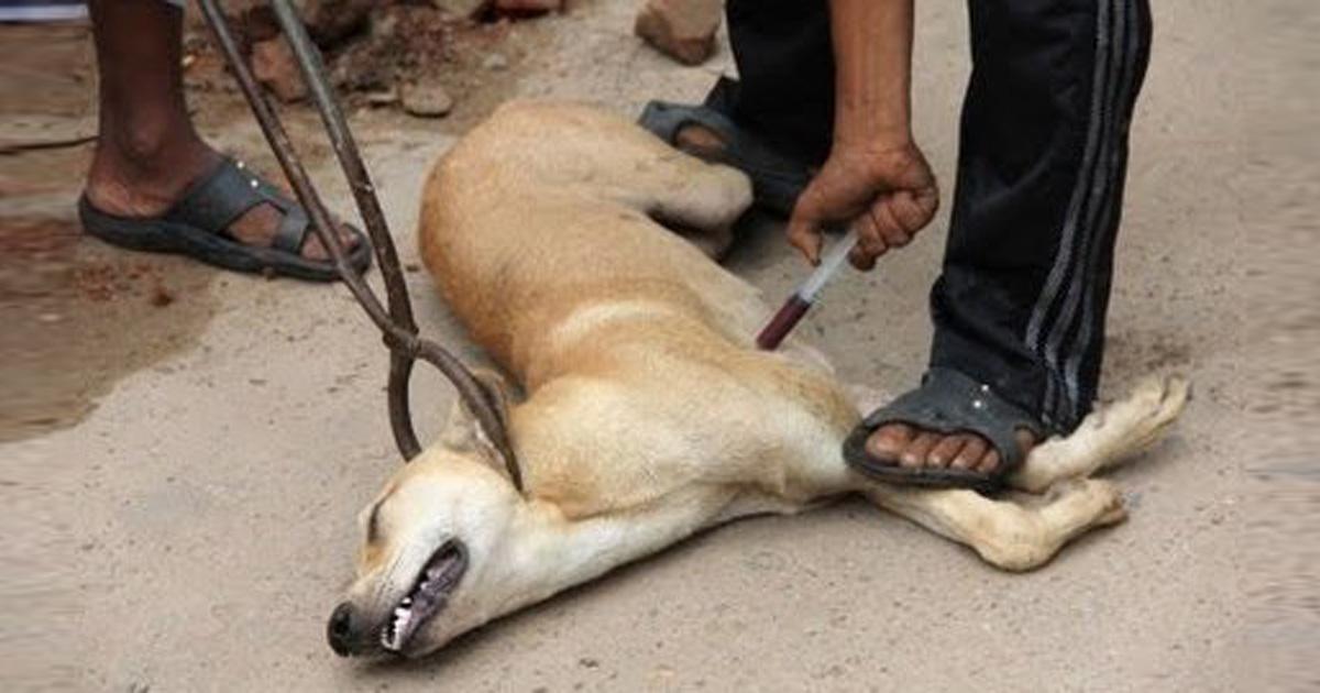 Je veux que tu m'aides à trouver une solution à tous les chiots abandonnés