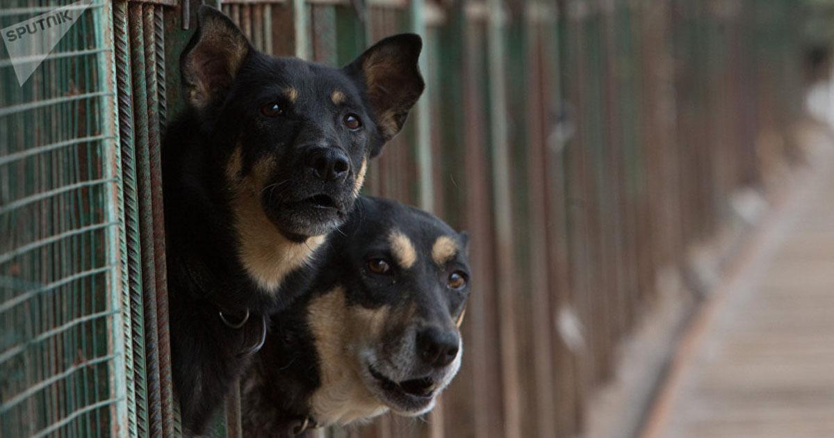 Que den los perros a otros países para que se realice la adopción