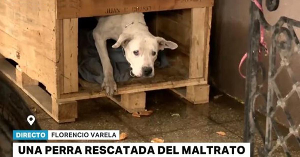 Create a prosecutor's office against animal abuse