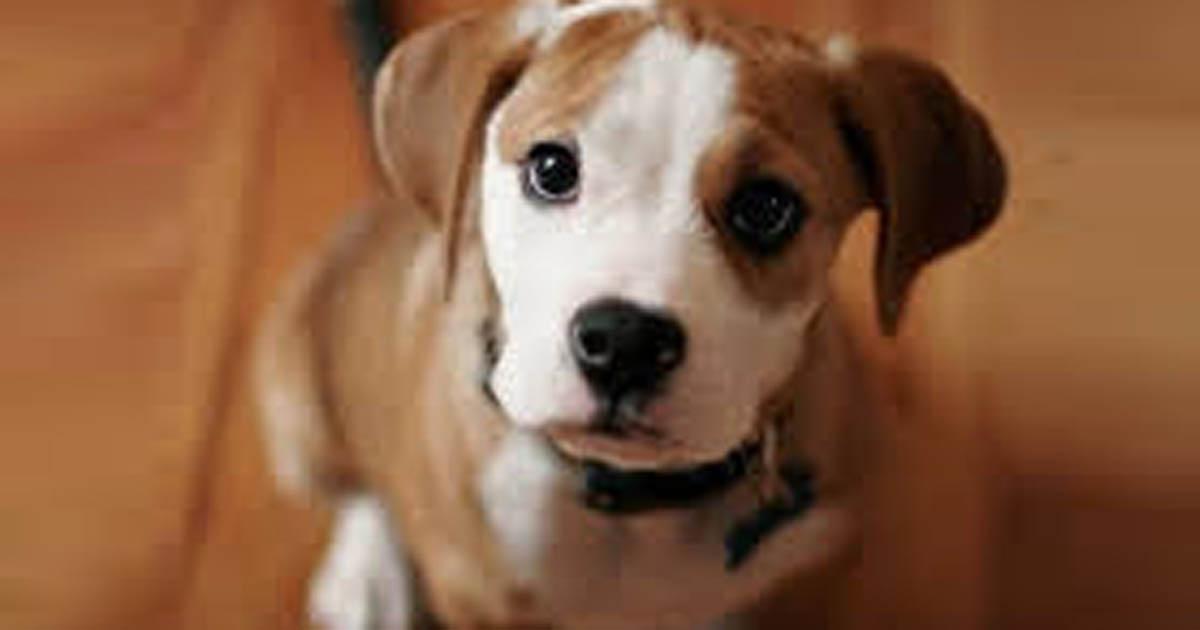 Exigimos uma lei de verdadeira proteção animal