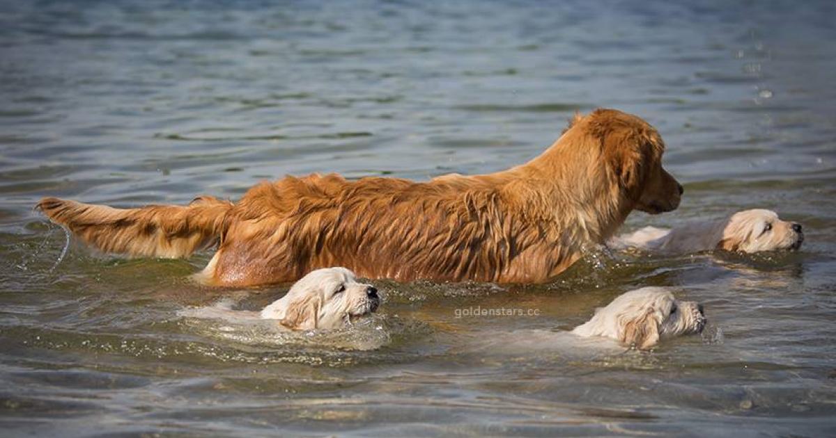 Los animales callejeros no están protegidos, cambiemos esa realidad