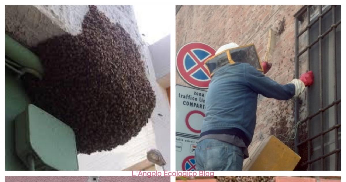 Protección del medio ambiente para los ciudadanos y para las abejas