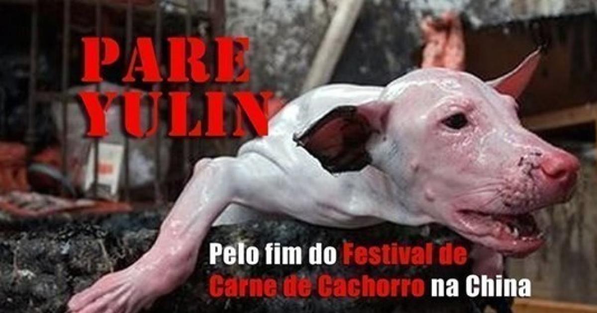 Iniciar una petición en la lucha contra la crueldad animal en China