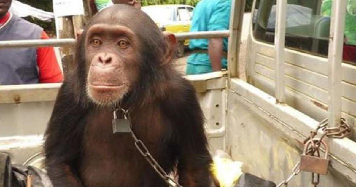 Partecipa alla campagna in modo le scimmie possono essere considerate patrimonio dell'umanità vivere