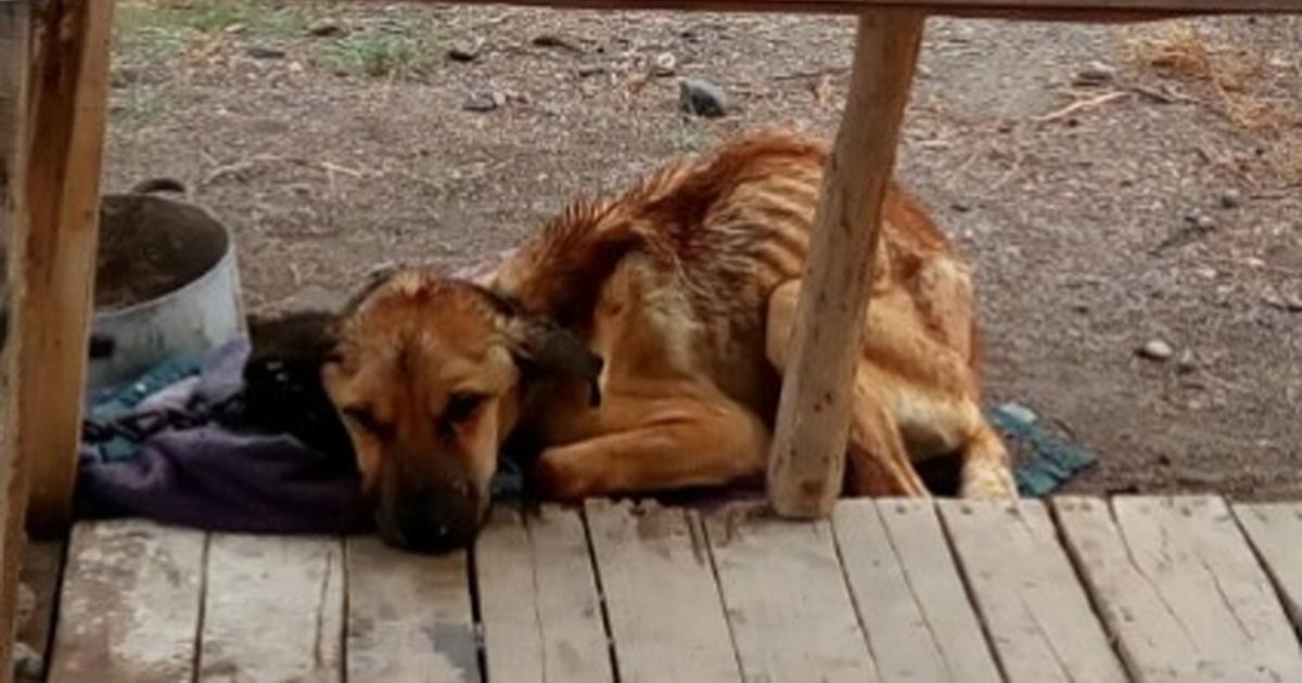 El propietario de los animales debe ser llevado a la justicia y recibir la condena justa por tal maltrato.