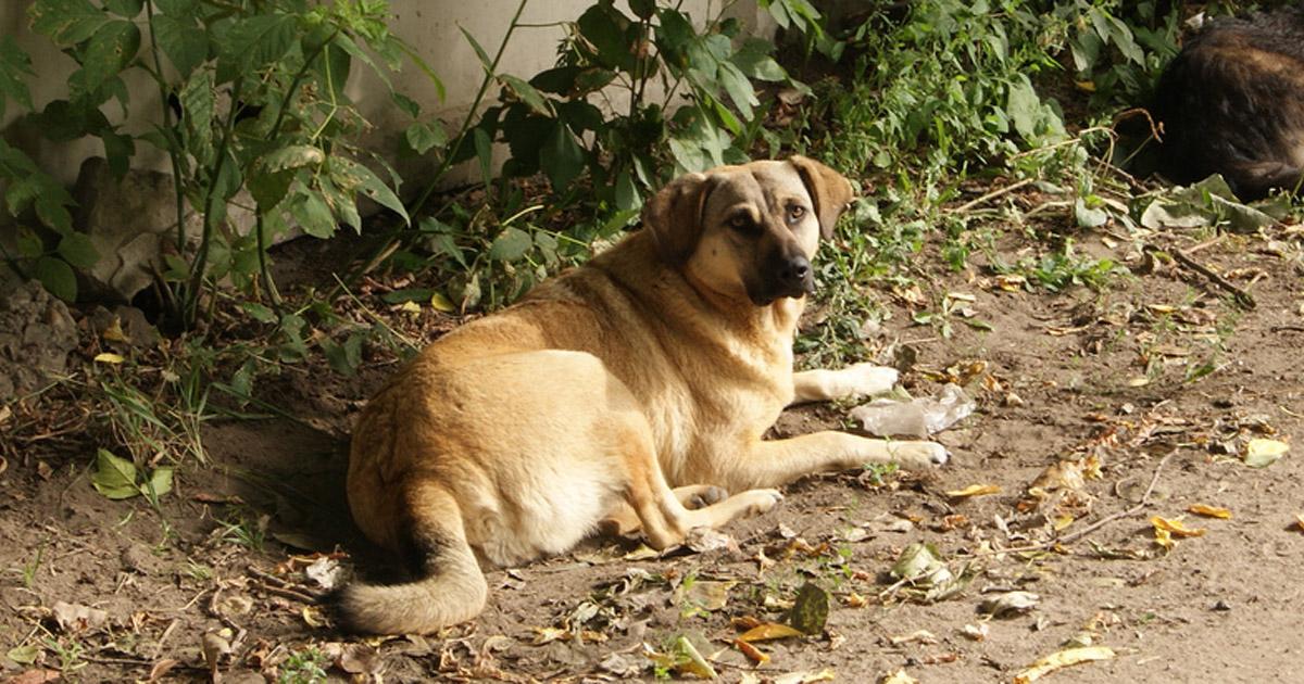 Salviamo gli animali randagi in Viamão, RS