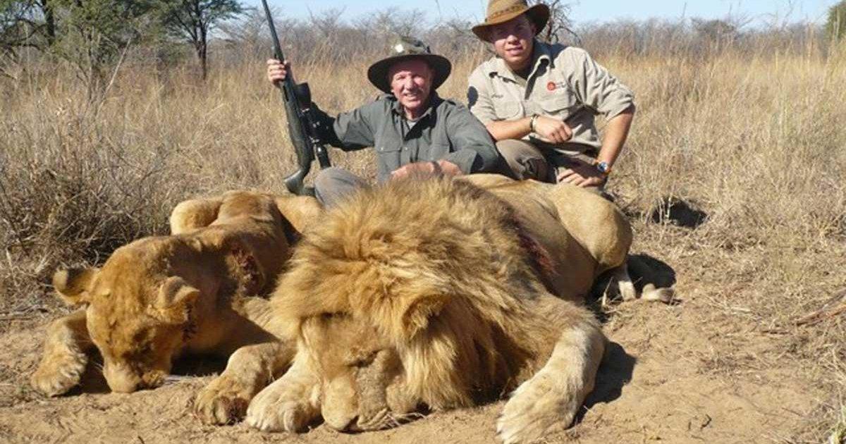 Prohibir Rotundamente los Criaderos o Mal Llamados Santuarios de Leones en  África, Usan a los Leones