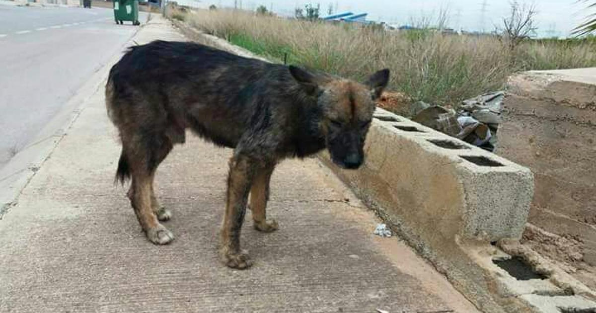 Dejen de abandonar y envenenar animales