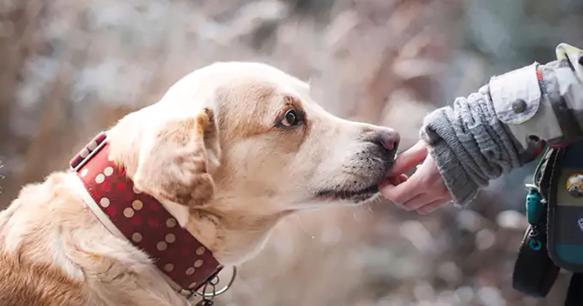 Proteger mais animais e endurecer as penas que perseguem