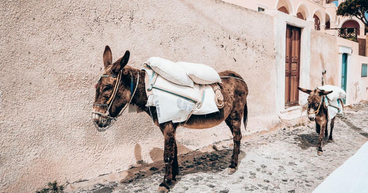 Detener el negocio turístico con animales