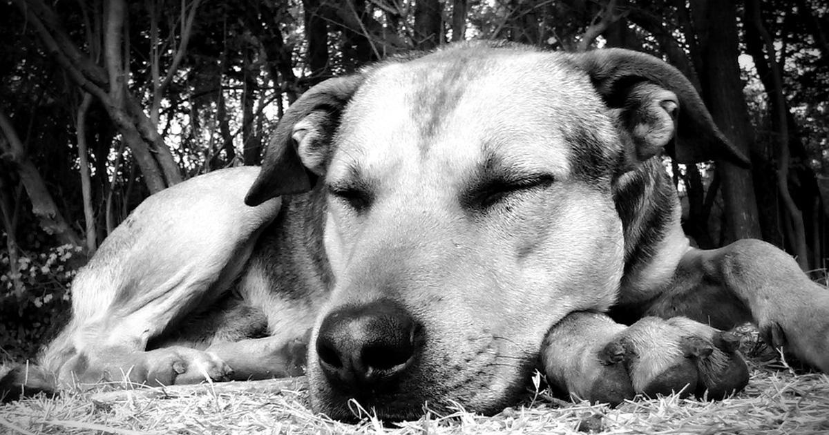 Salvar os cães e gatos abandonados