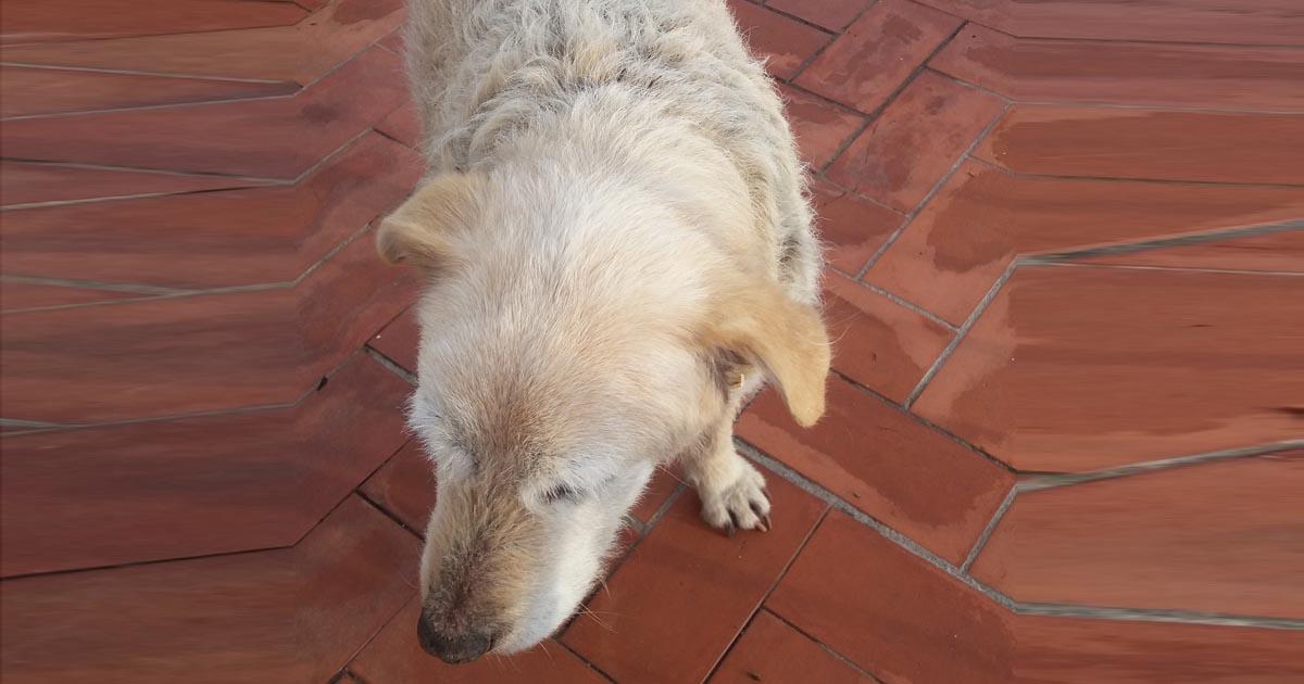 Medios para que no se produzcan abandonos, por parte de los cazadores, de los perros llamados de caza