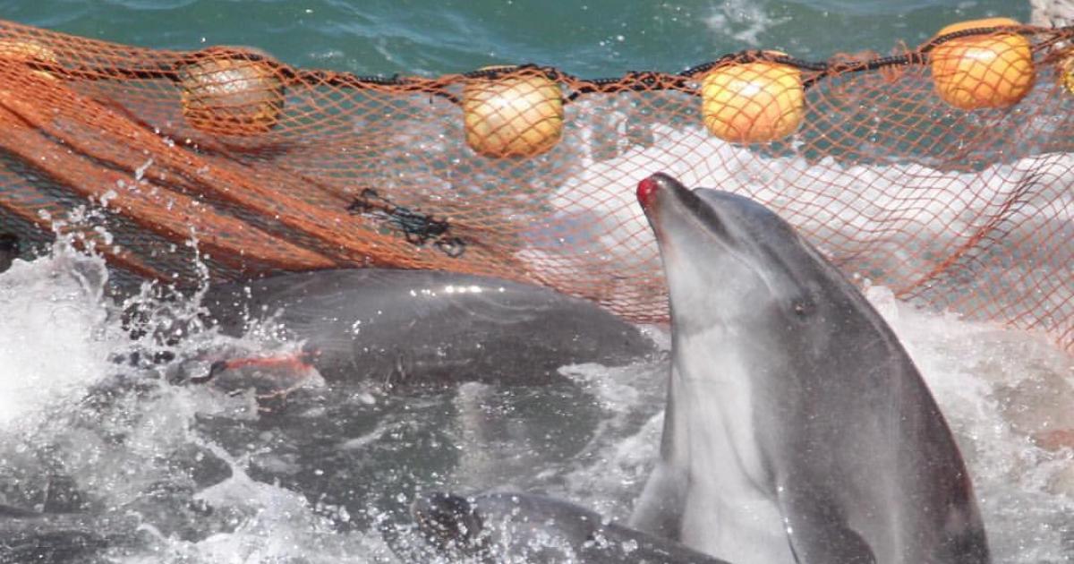 Quitar el nado de delfines en Xcaret, los delfines sufren en parques acuáticos