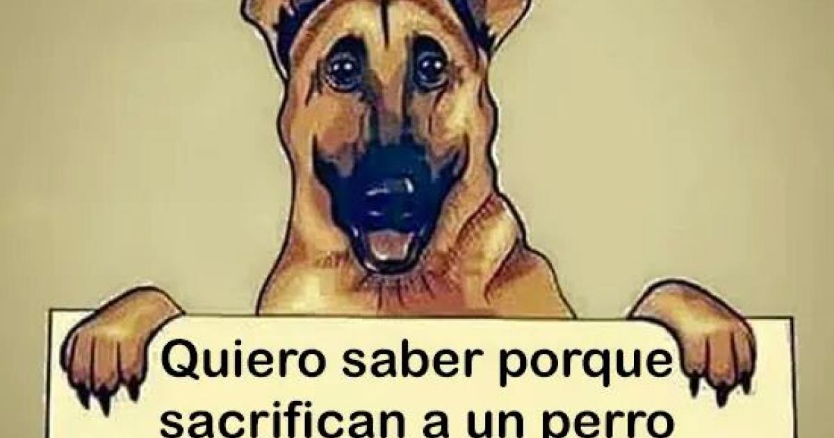 Salvemos a los animales