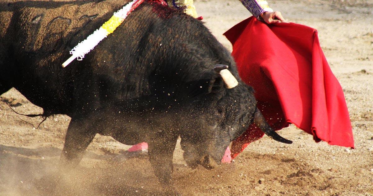 Stop bull fighting