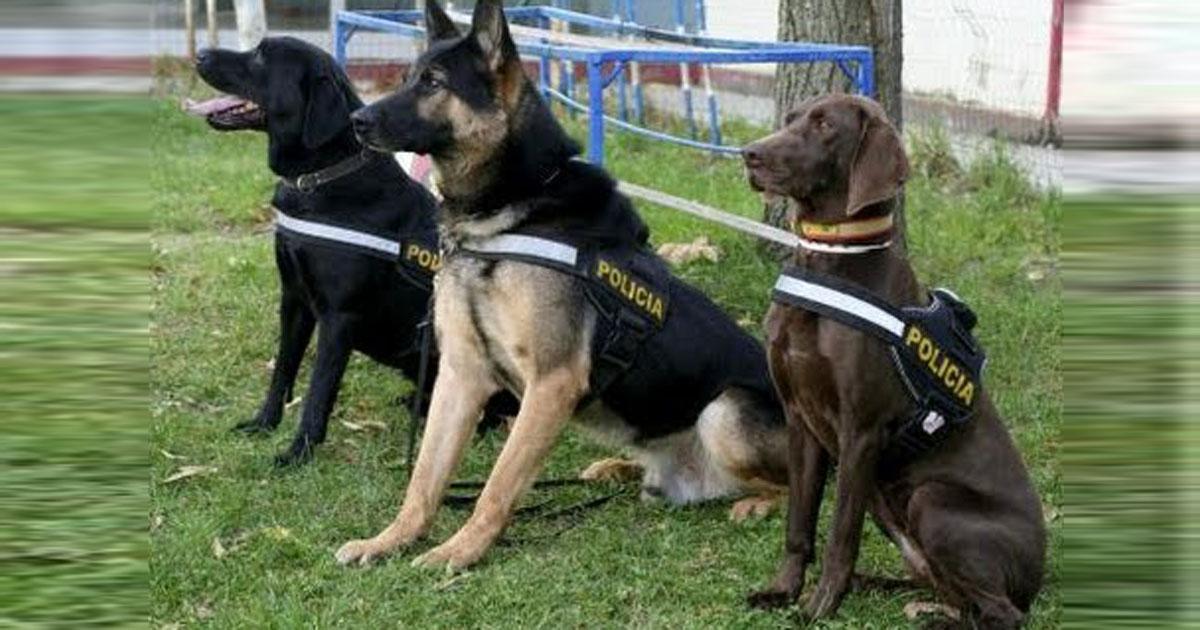 Salvemos los perros de la Policía de Quetzaltenango