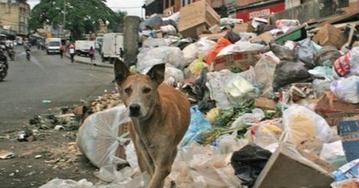 Esterilizar e enviar animais de rua para abrigos, temos de encontrar uma solução mais benéfica para os animais