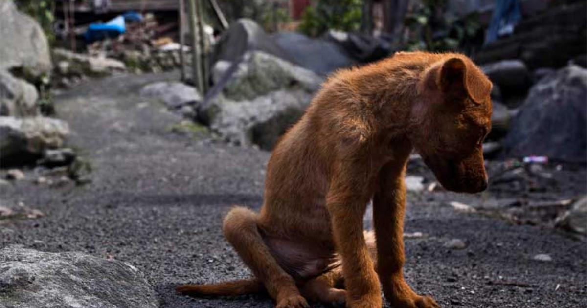 Salvemos a los perros y gatos callejeros