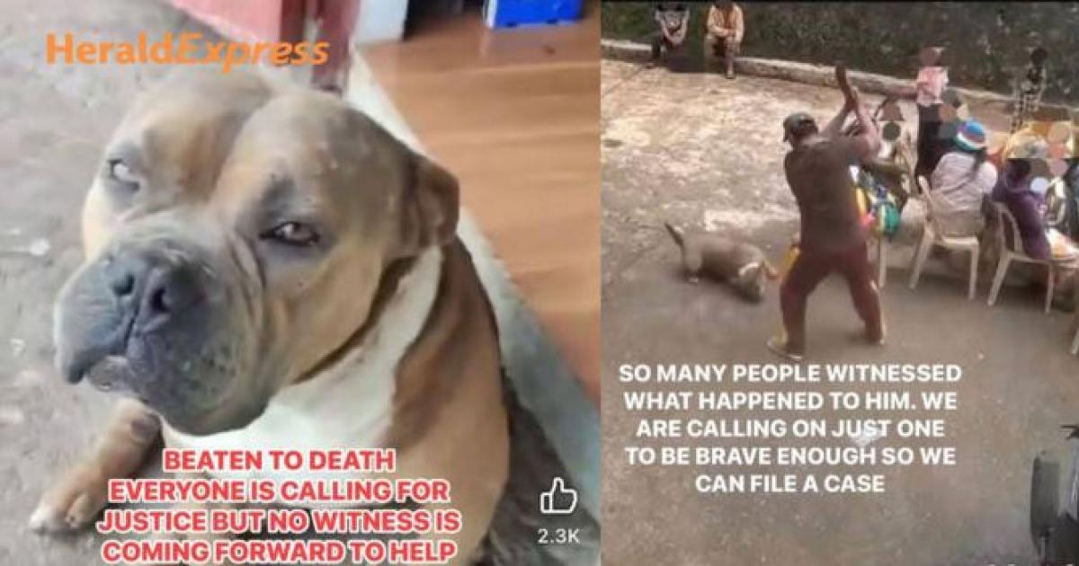 Justice for dog named Axle killed by this man