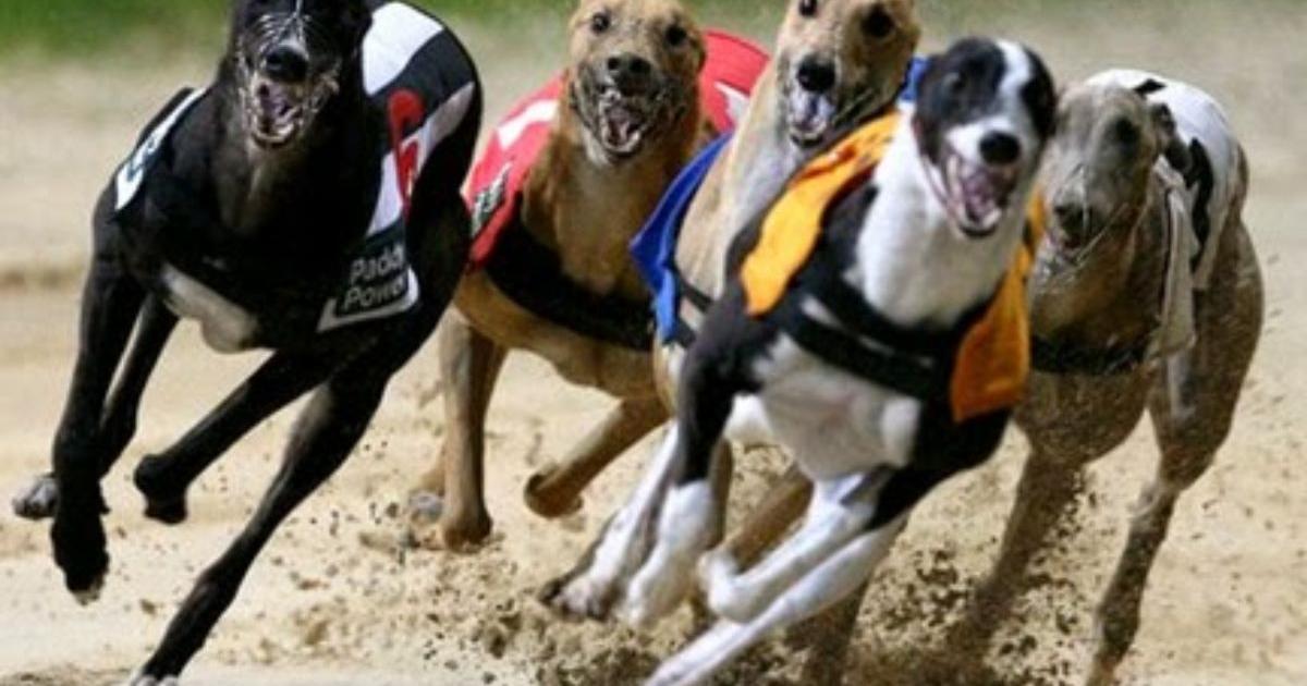 Terminar con las carreras de galgos