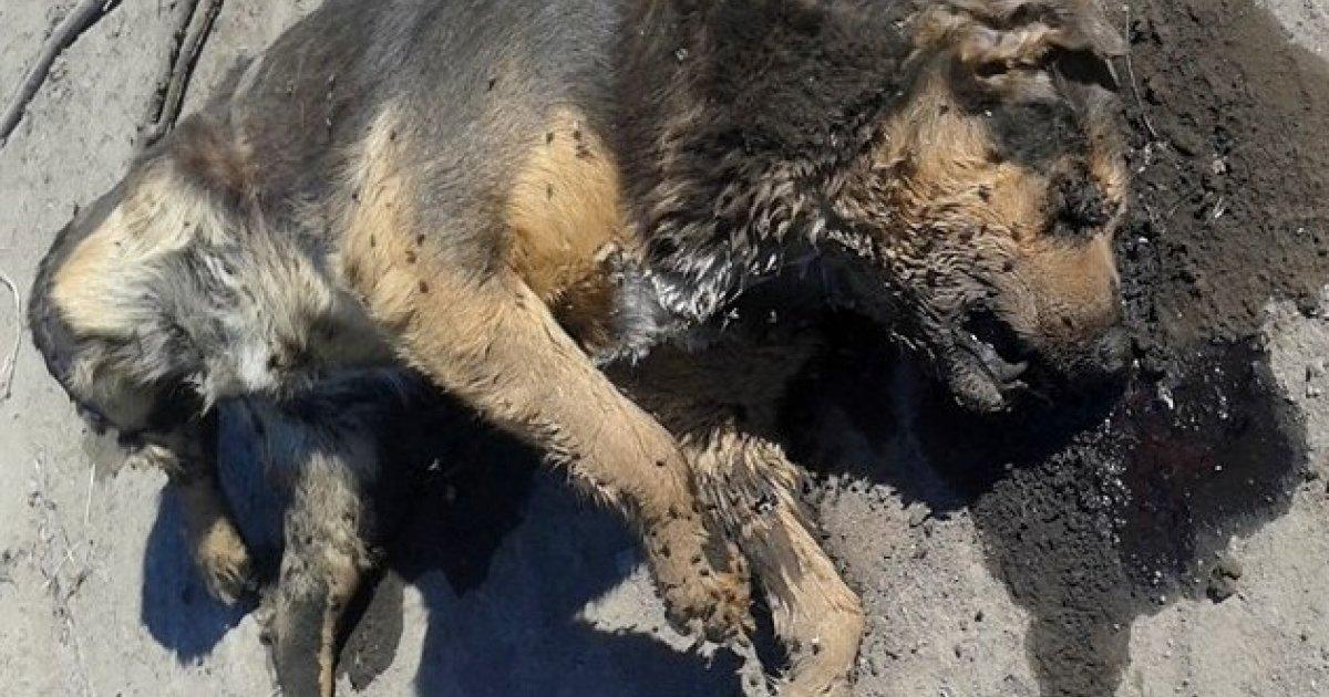 Castigo a los culpables de la matanza de perros con veneno para loros en Gdor. Crespo