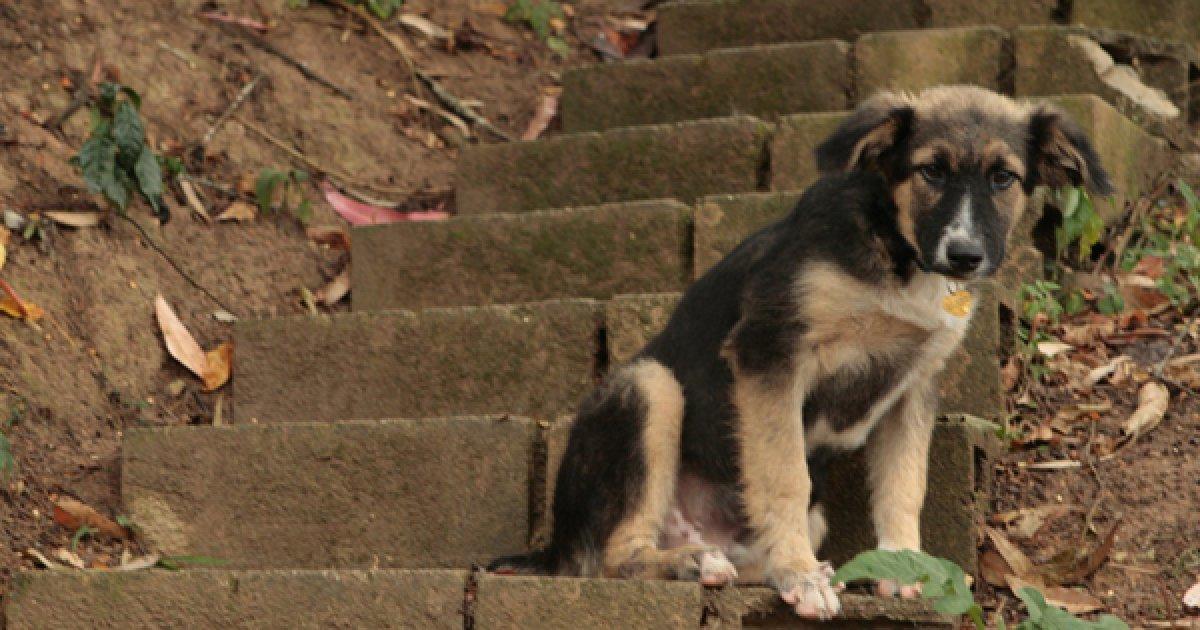The State Must Create a Shelter for Stray Dogs and Cats